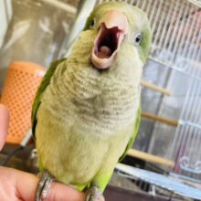 最新画像🌟たくさんお話してね♩❤︎ノーマルオキナちゃんです❤︎ˊᵕˋ*