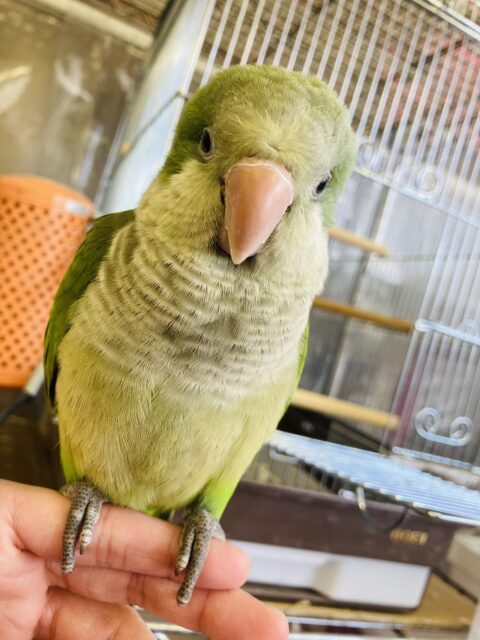 オキナインコ