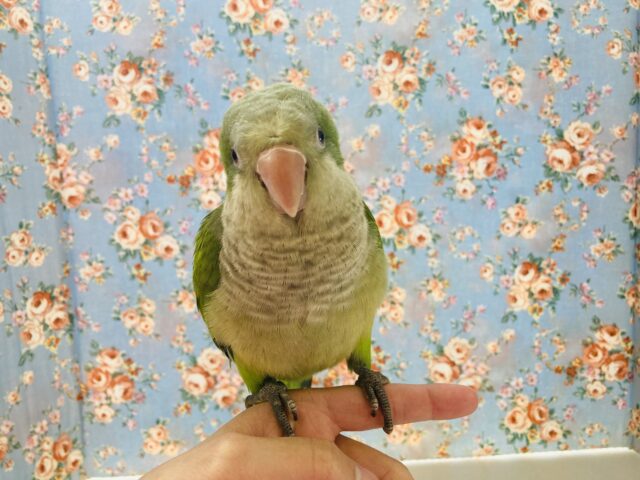 オキナインコ