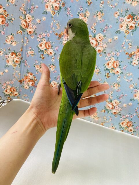 オキナインコ