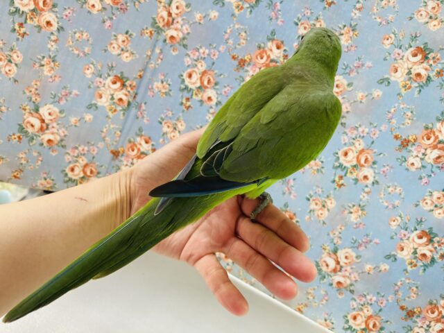 オキナインコ