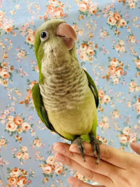 オキナインコ