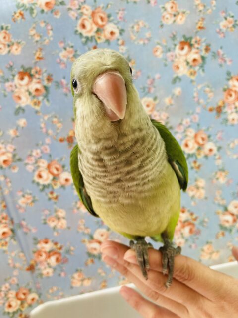 オキナインコ