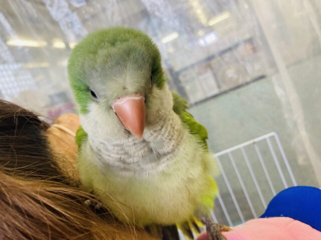 オキナインコ