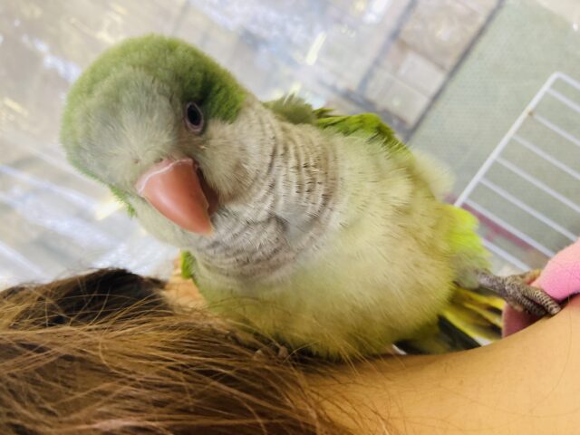 オキナインコ