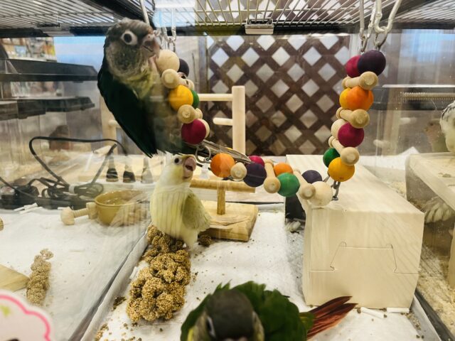 ワキコガネウロコインコ