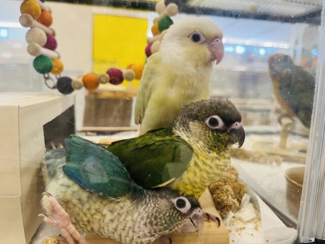 ワキコガネウロコインコ