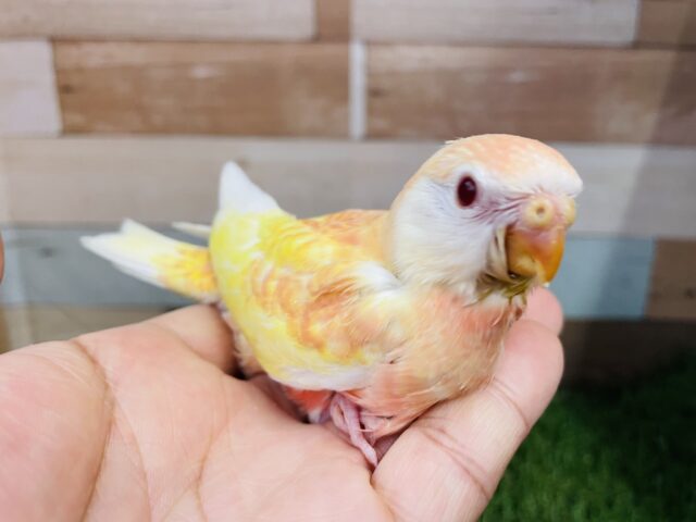 アキクサインコ（秋草インコ）