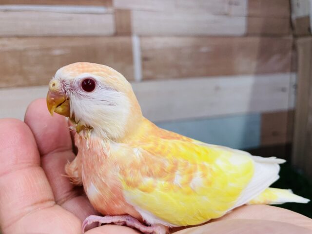 アキクサインコ（秋草インコ）