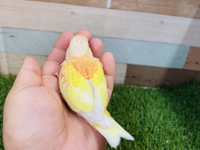 アキクサインコ（秋草インコ）