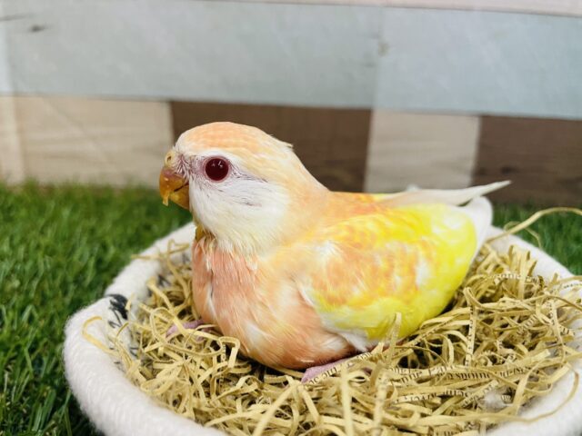 アキクサインコ（秋草インコ）