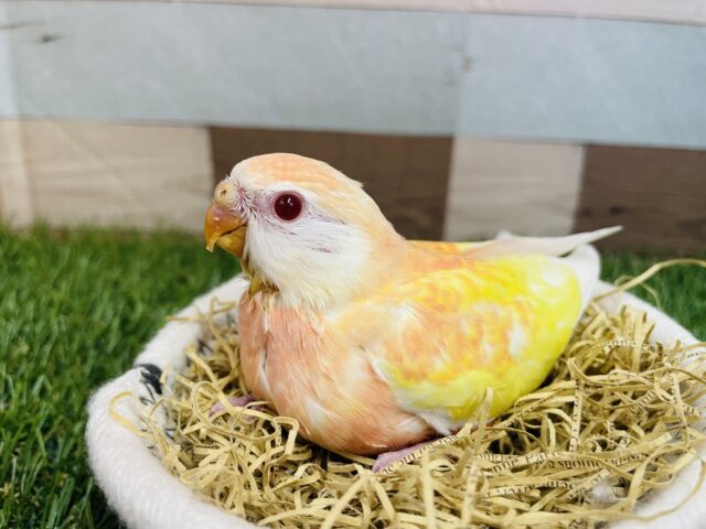 薄めのピンクがトニカクカワイイ😍アキクサインコのルチノー！！