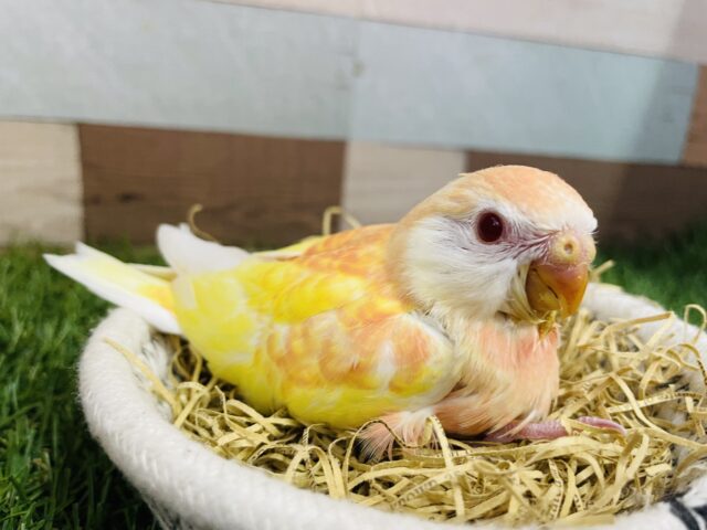 アキクサインコ（秋草インコ）