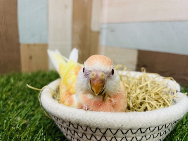 アキクサインコ（秋草インコ）