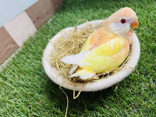 アキクサインコ（秋草インコ）