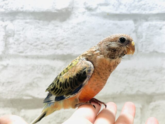 アキクサインコ（秋草インコ）