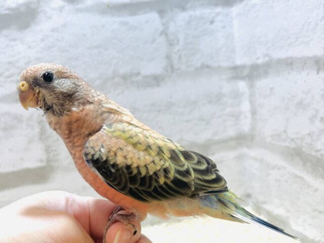 アキクサインコ（秋草インコ）