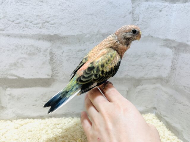 アキクサインコ（秋草インコ）