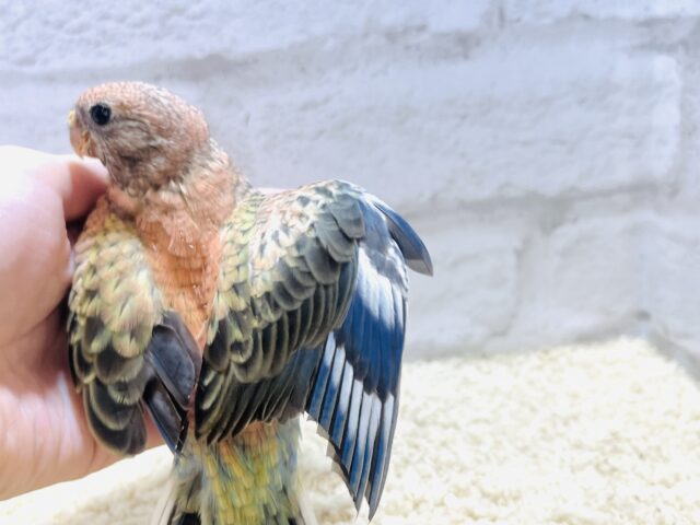 アキクサインコ（秋草インコ）