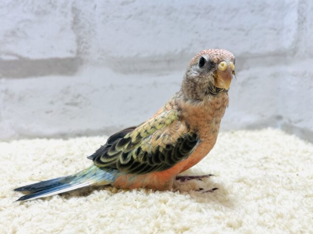 アキクサインコ（秋草インコ）