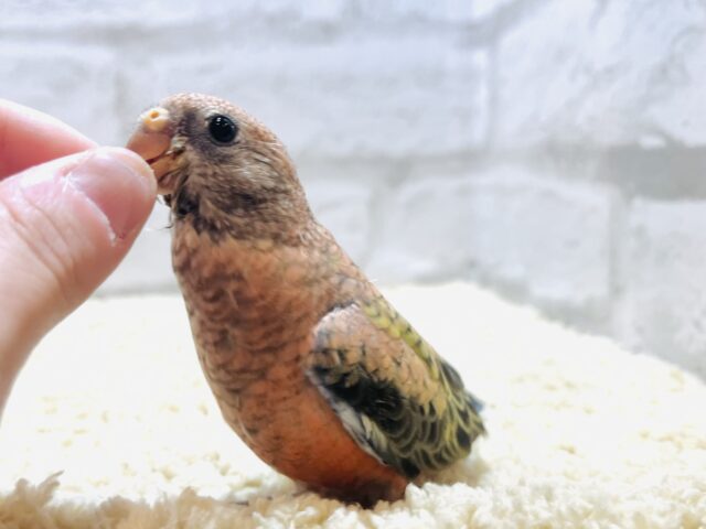 アキクサインコ（秋草インコ）