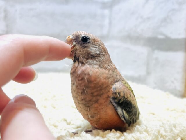 アキクサインコ（秋草インコ）