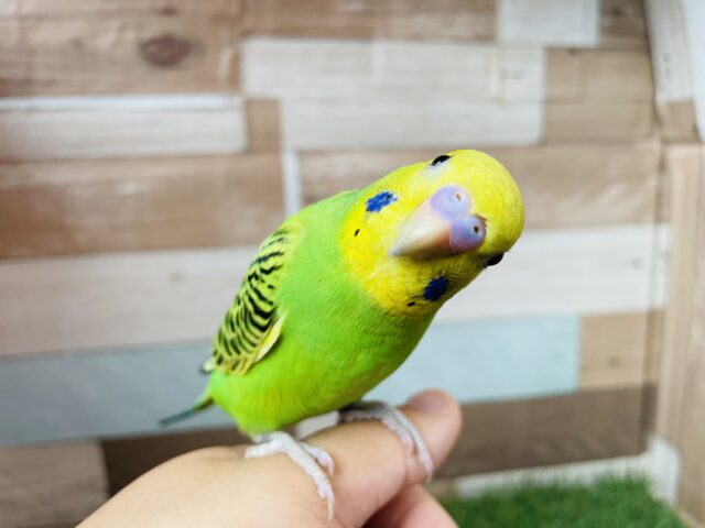 セキセイインコ