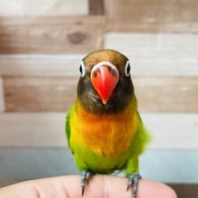 最新画像あります♪ヒナ餌卒業‼️ぱっちりおめめで可愛すぎますっ😍キエリボタンインコ！！