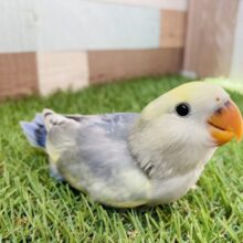 最新画像あります⭐️夜空に浮かぶ月のように幻想的🌕コザクラインコ（バイオレットパイド）💜