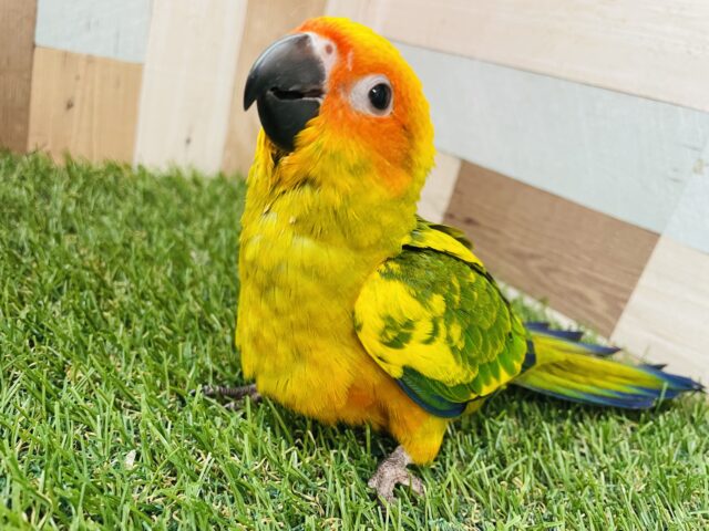 コガネメキシコインコ