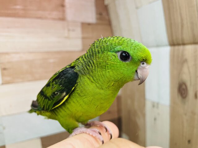 最新画像あります⭐️ヒナ餌卒業❗️鳴き声が可愛すぎるキュルキュルフェイスちゃん🫧サザナミインコのグリーン！！