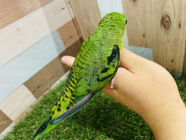 サザナミインコ