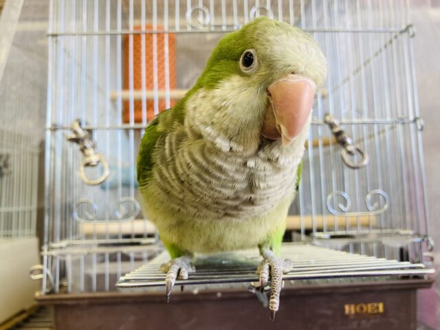 オキナインコ