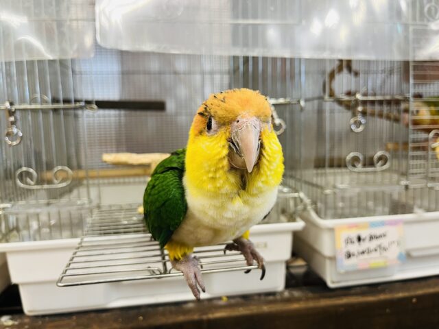 シロハラインコ