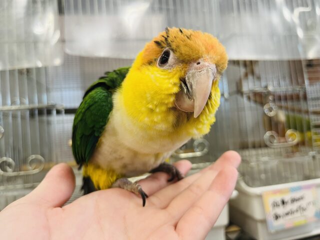 シロハラインコ