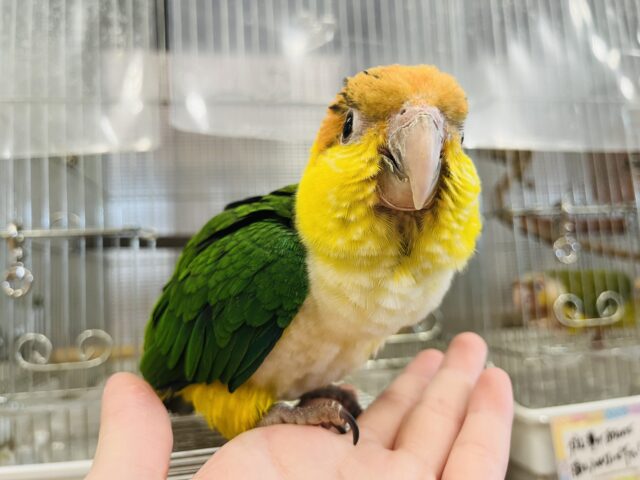 シロハラインコ