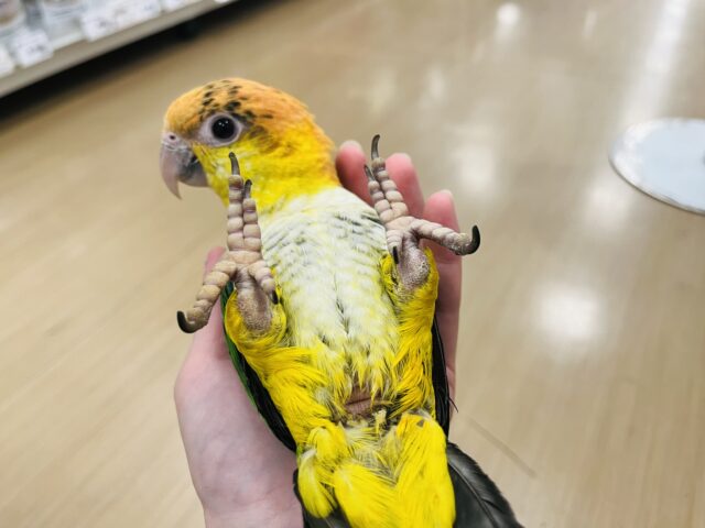 シロハラインコ