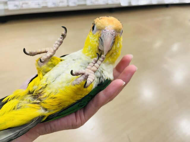 シロハラインコ