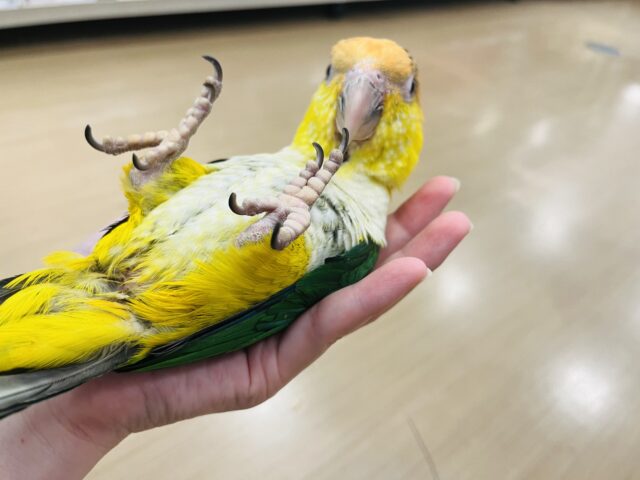 シロハラインコ