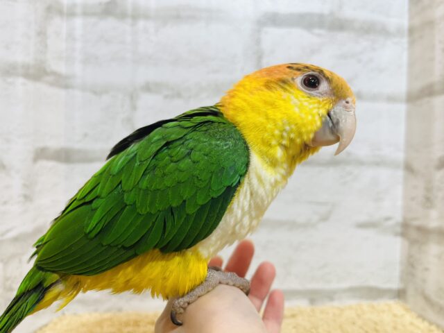 シロハラインコ