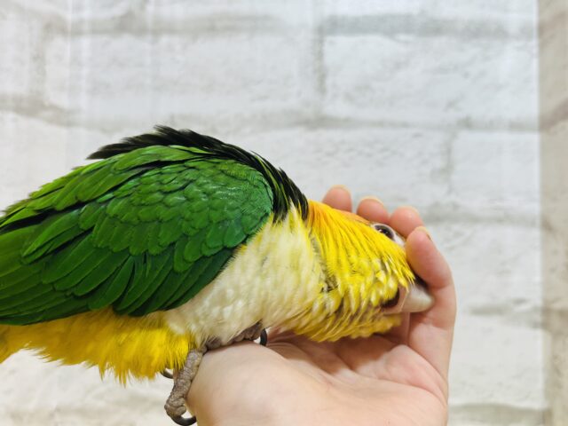 シロハラインコ