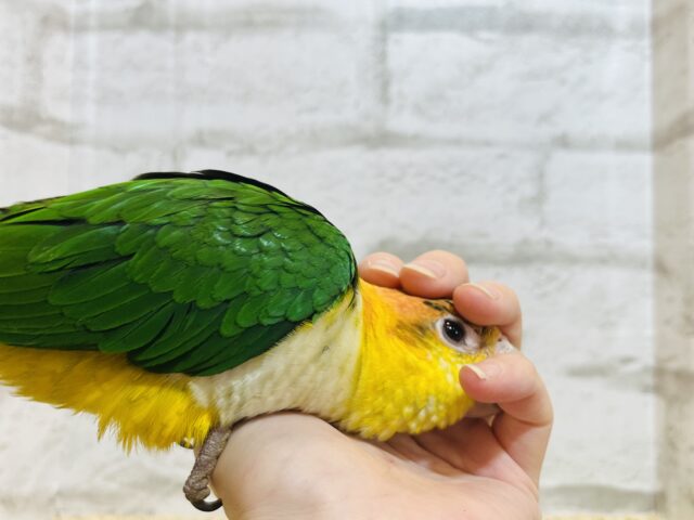 シロハラインコ