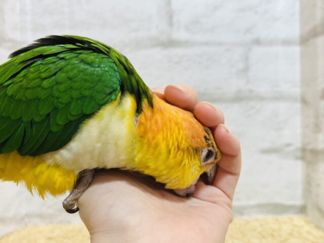 シロハラインコ