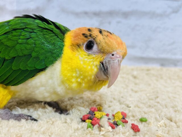 シロハラインコ