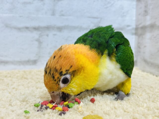 シロハラインコ