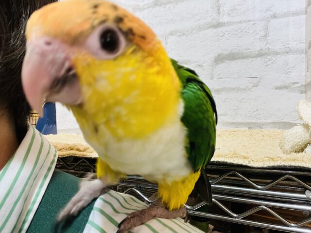 シロハラインコ