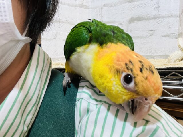 シロハラインコ