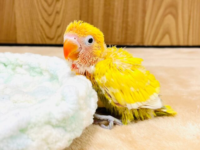 ヤマブキボタンインコ