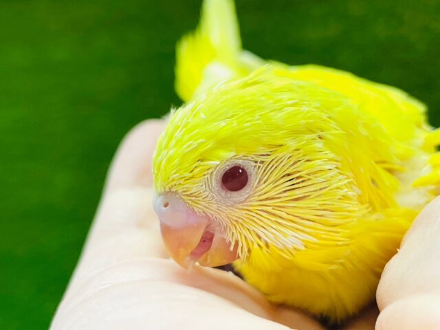 ぱっと輝くイエローカラー⭐️セキセイインコ（ルチノー）