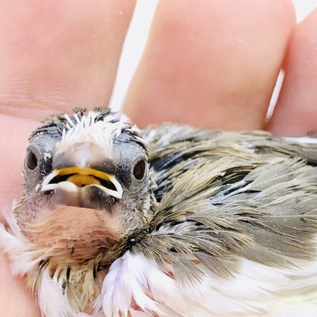 十姉妹（ジュウシマツ）